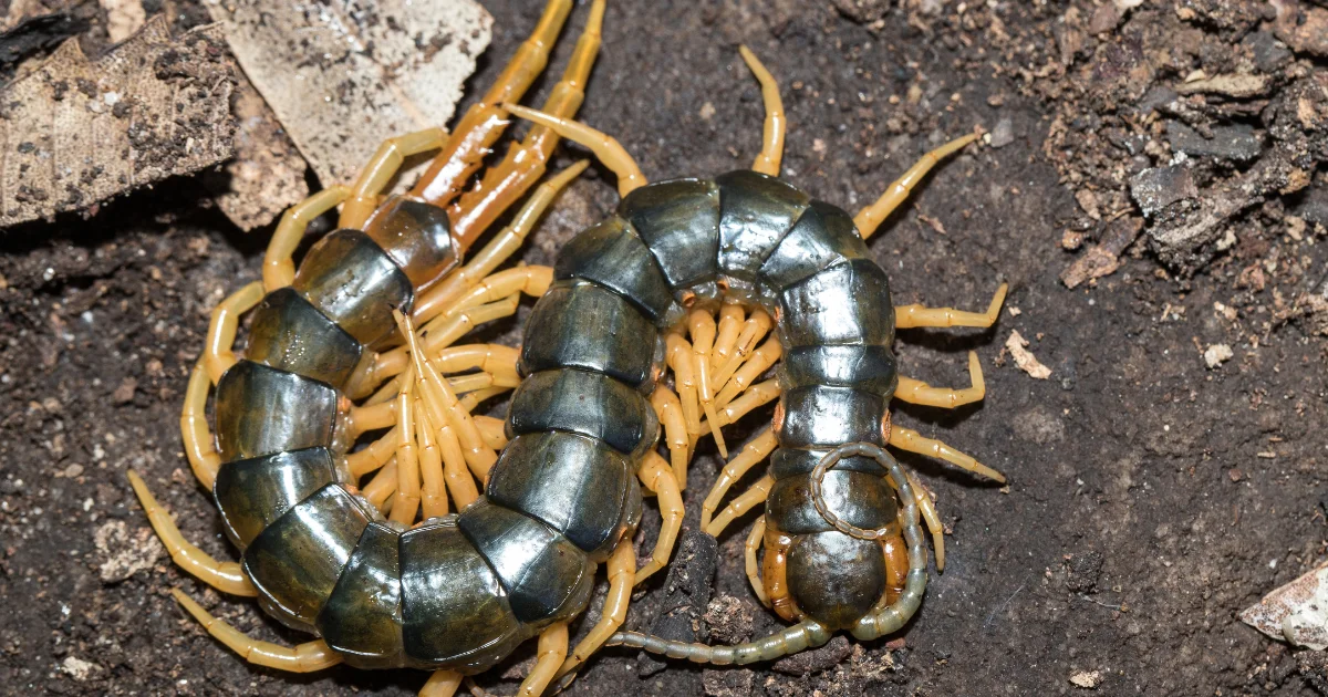 Centipede identification guide for Texas homeowners